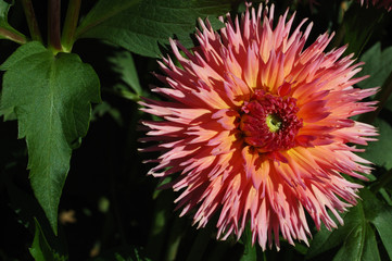 Obraz premium pink dahlia flower close-up shot