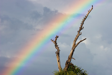 Rainbow landscape, southern Africa