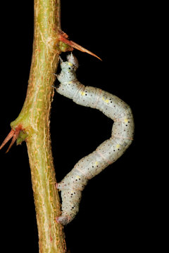 Caterpillar on a branch