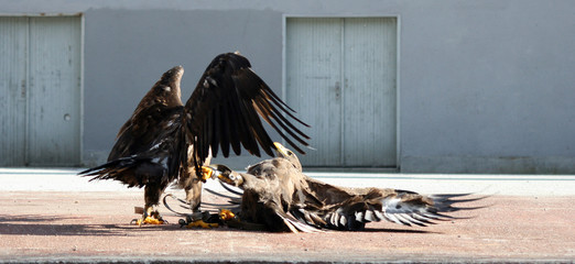 eagle 34