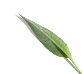 feuille de strelitzia