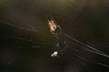 spiderman prototype 11 © Przemyslaw Koroza