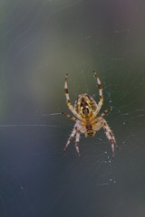 spiderman prototype 7