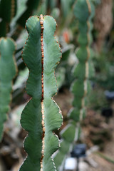 green cactus, close-up