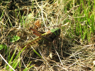 grasshopper
