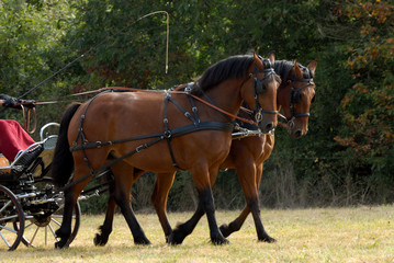 bel attelage de chevaux en paire