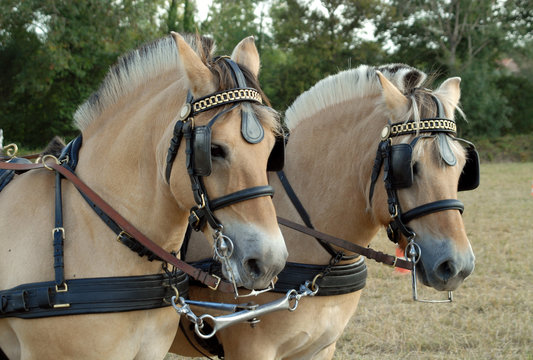 poneys fjord attel&eacute;s