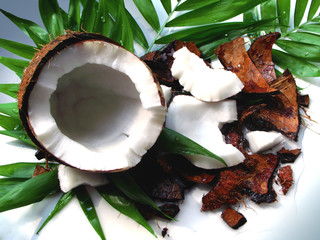 Coconut and palm leaves on white
