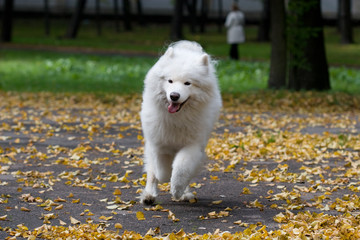 samoyed dog galloping  the road covered by yellow leaves