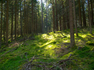 Lichtung