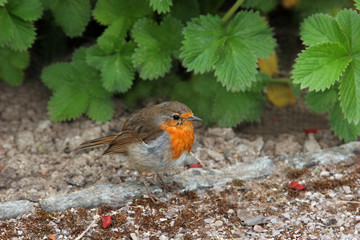 The Robin