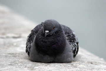 Pigeon parisien