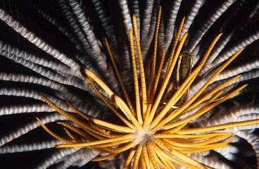 crinoids