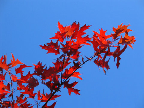 Eichenzweig im Herbst