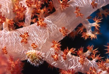 coral porcupine