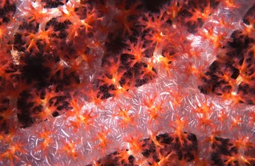 soft corals close up