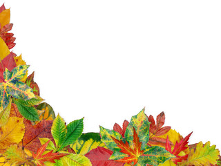 Fall leaves