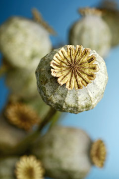 poppy
