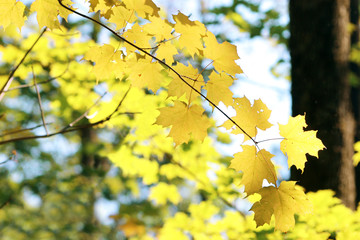First Fall Leaves
