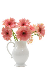 Gerbera Daisies