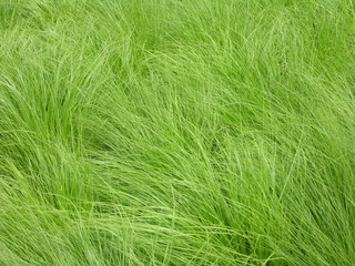 long wild grass