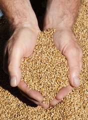 Freshly harvested wheat