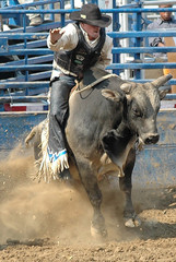 Rider & Bull