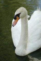 Obraz premium Beauty