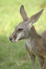 Fototapeta premium Roo 4