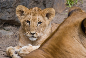 cute lion cub