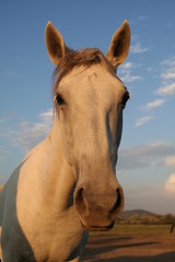 Obraz premium portrait de cheval camarguais