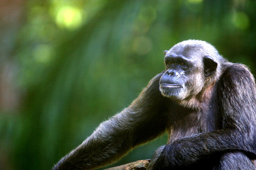 Chimpanzee