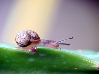 Snail 