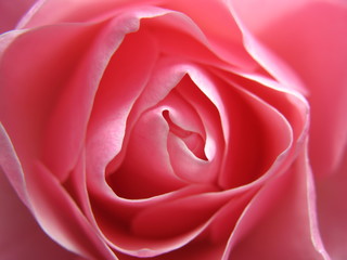 Panele Szklane  kwiat róży 3