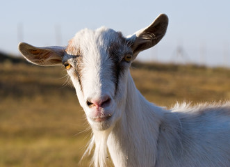 portrait of a goat