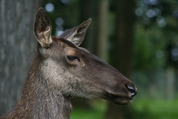 Fototapeta premium Maral