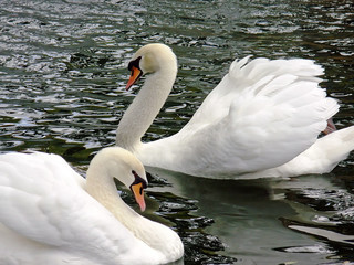 White royal swans
