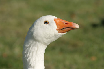 Goose