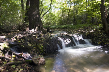 Creek in the forrest