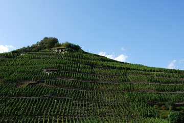 Weinanbau an der Ahr