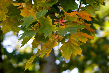 autumn leaves of maple