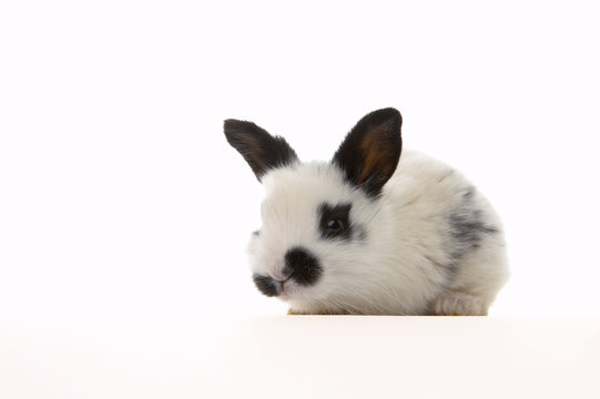 rabbit