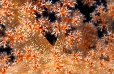 Obraz na płótnie Canvas Szczegóły korale