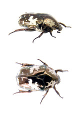 coléoptère