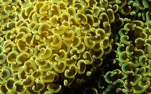 Euphyllia