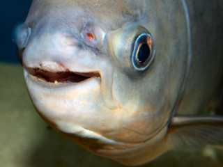 Piranha
