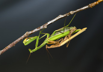 Gottesanbeterinnen beim Sex