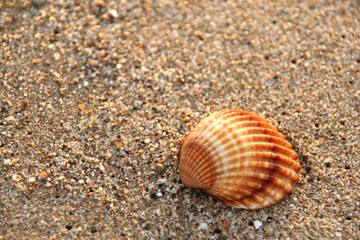 seashell