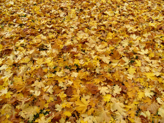 Yellow leaves
