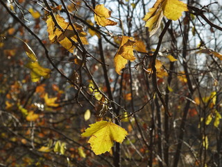 yellow leaves